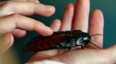 Največjih ščurkov sveta